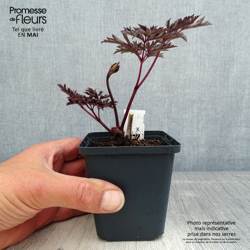 Amostra de Actaea simplex James Compton Vaso de 8/9 cm tal como entregue na primavera