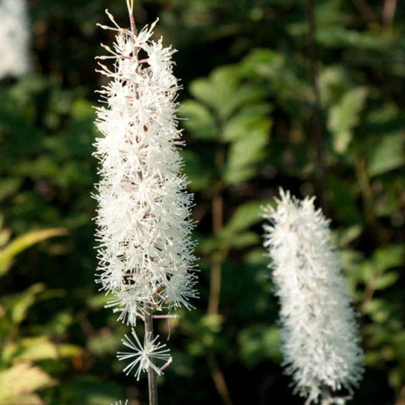 Actaea simplex Atropurpurea (Floração)