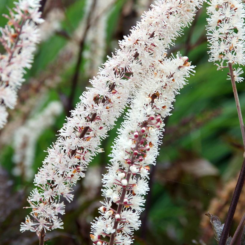 Actaea Black Negligee (Floração)