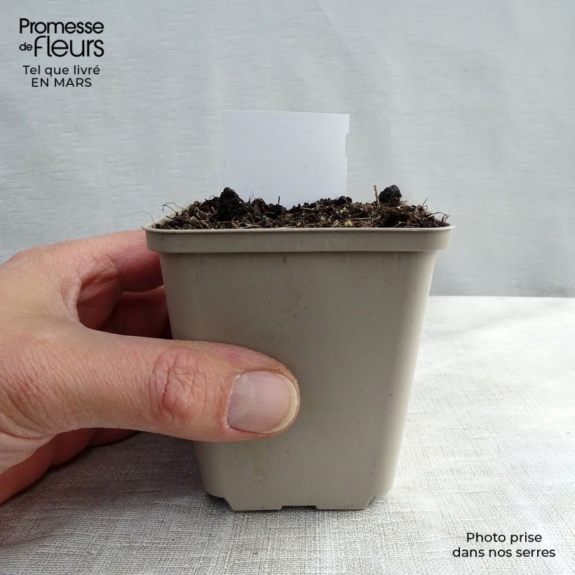 Amostra de Cimicifuga racemosa - Cierge d'argent Vaso de 8/9 cm tal como entregue no inverno