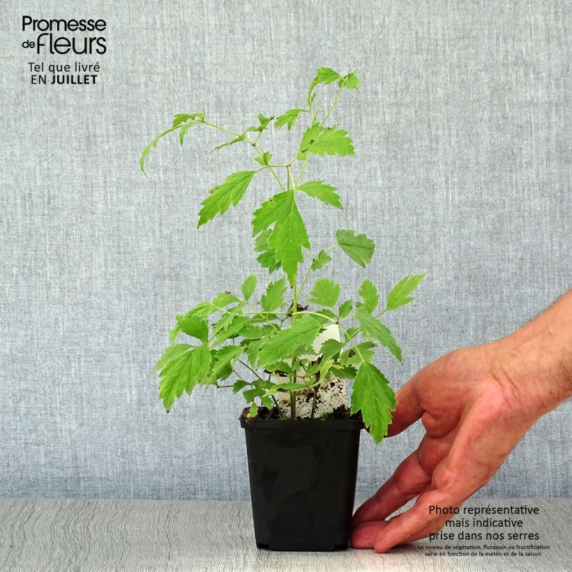 Amostra de Actaea racemosa Vaso de 8/9 cm tal como entregue no verão