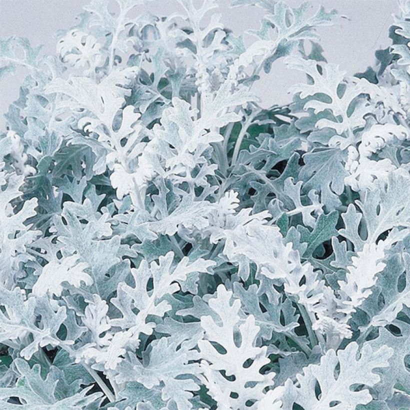 Senecio cineraria Silver Dust em minimottes (Folhagem)