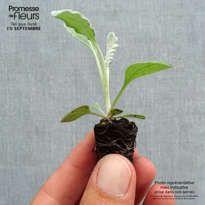 Amostra de Senecio cineraria Silver Dust em minimottes Mini-torrão Ø 1,5/2,5 cm tal como entregue no outono