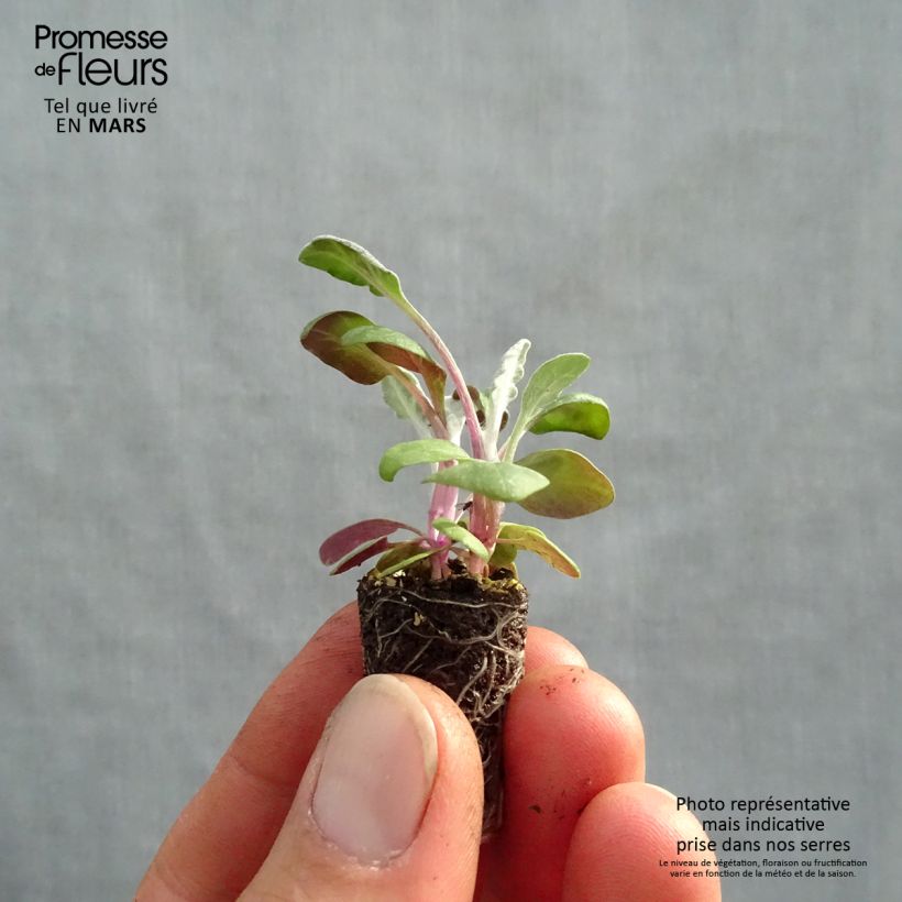 Amostra de Cinéraire maritime Silver Dust Minimotte Mini-torrão Ø 1,5/2,5 cm tal como entregue na primavera