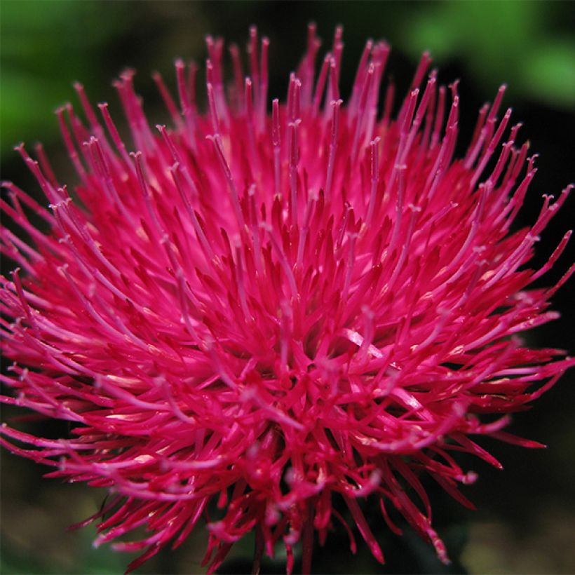 Cirsium japonicum Rose Beauty (Floração)