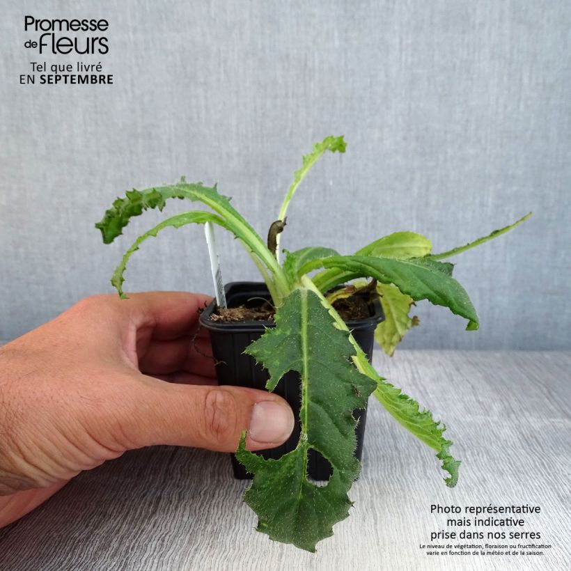 Amostra de Cirsium japonicum Rose Beauty Vaso de 8/9 cm tal como entregue no outono
