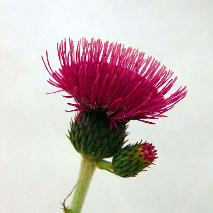 Cirsium rivulare Atropurpureum (Floração)