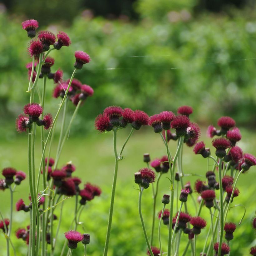 Cirsium rivulare Atropurpureum (Hábito)