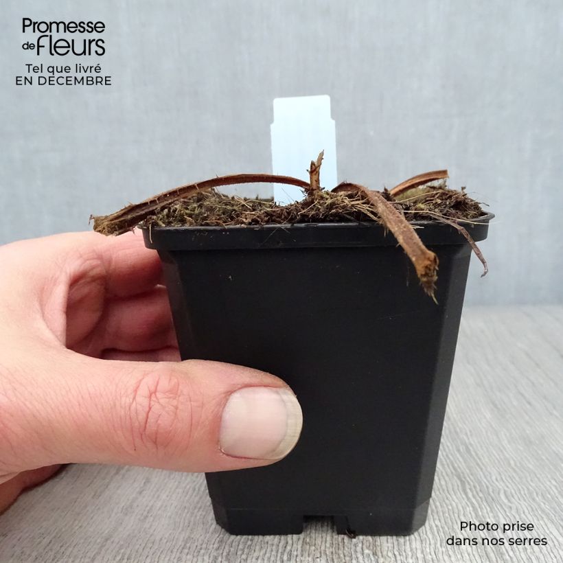 Amostra de Cirsium rivulare Atropurpureum - Cirse des rives Vaso de 8/9 cm tal como entregue no inverno