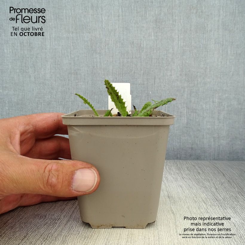 Amostra de Cirsium rivulare Frosted Magic Vaso de 8/9 cm tal como entregue no outono