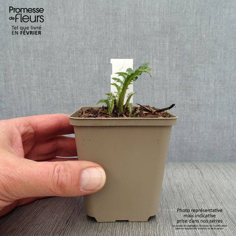 Amostra de Cirsium rivulare Frosted Magic - Cirse des rives Vaso de 8/9 cm tal como entregue no inverno