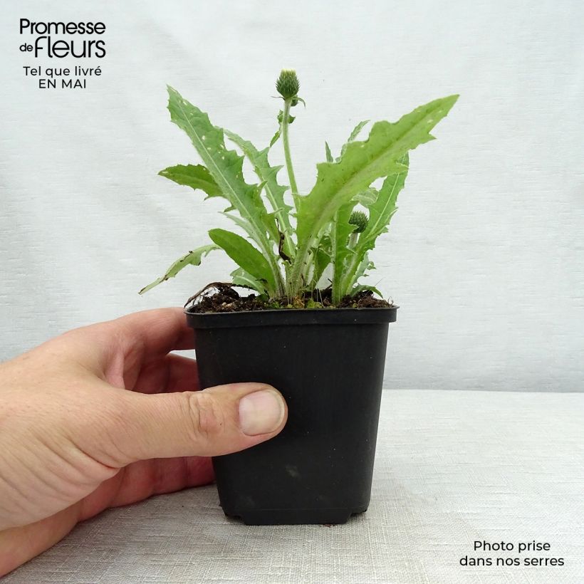 Amostra de Cirsium rivulare Frosted Magic Vaso de 8/9 cm tal como entregue na primavera