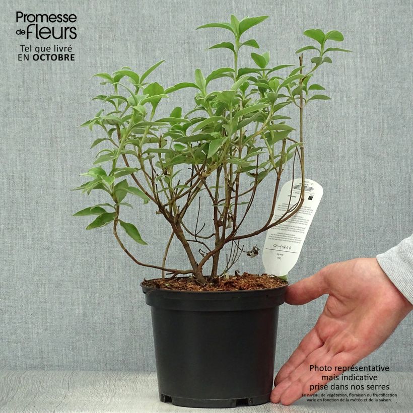 Amostra de Cistus argenteus Vaso de 2 L/3 L tal como entregue no outono