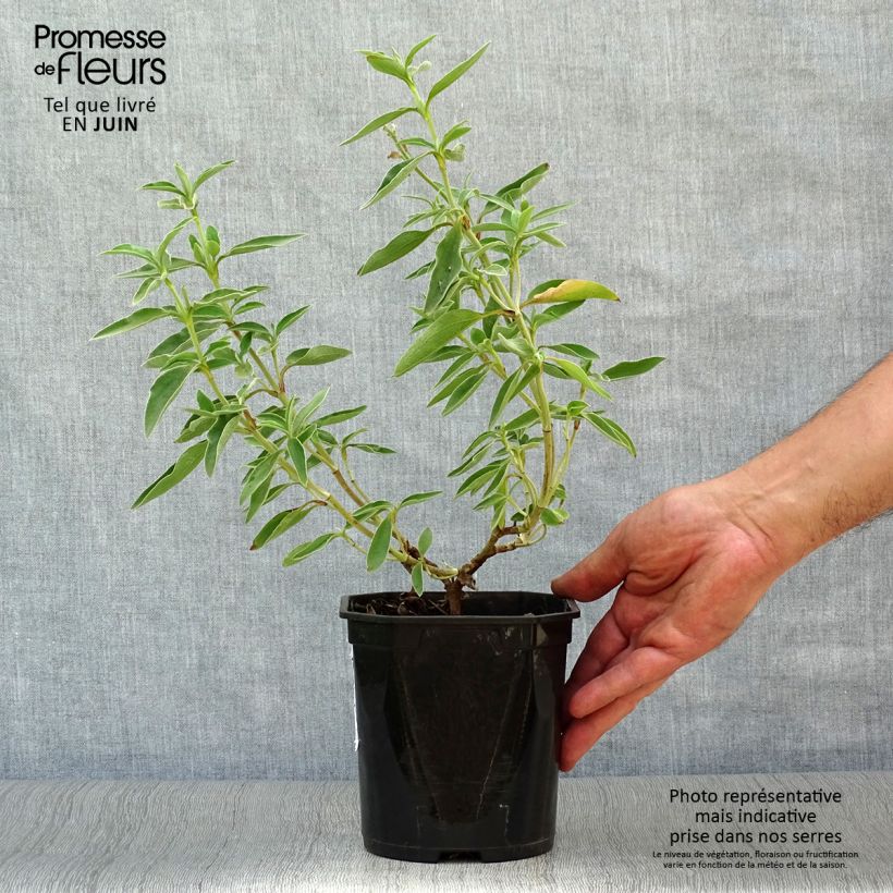 Amostra de Cistus argenteus Vaso de 2 L/3 L tal como entregue no verão