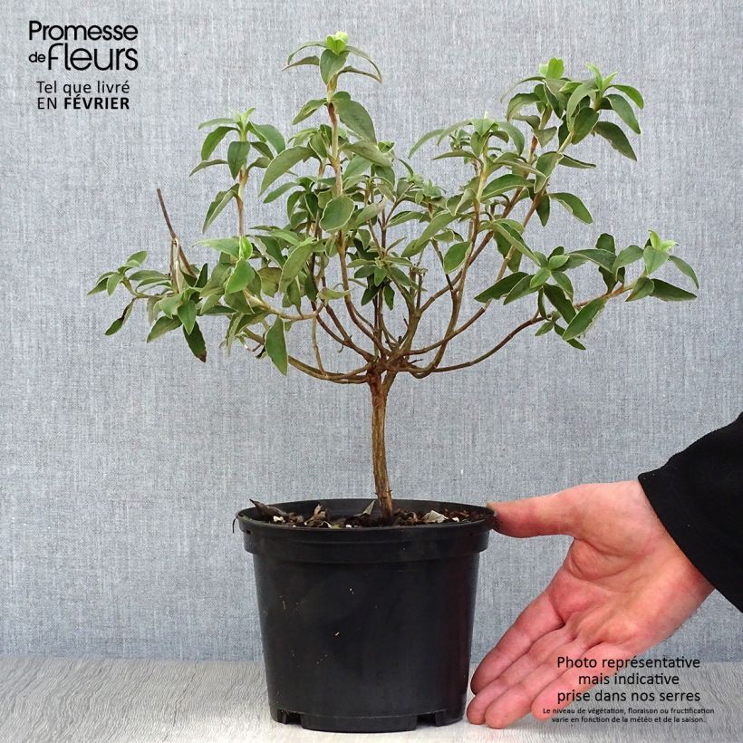 Amostra de Cistus argenteus Vaso de 2 L/3 L tal como entregue no inverno