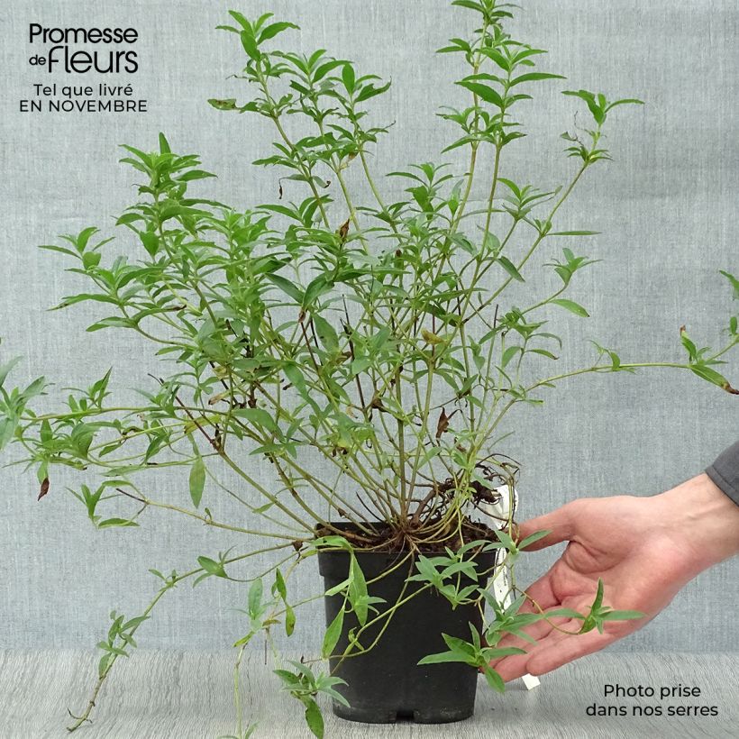Amostra de Cistus x lusitanicus Decumbens Vaso de 2 L/3 L tal como entregue no outono