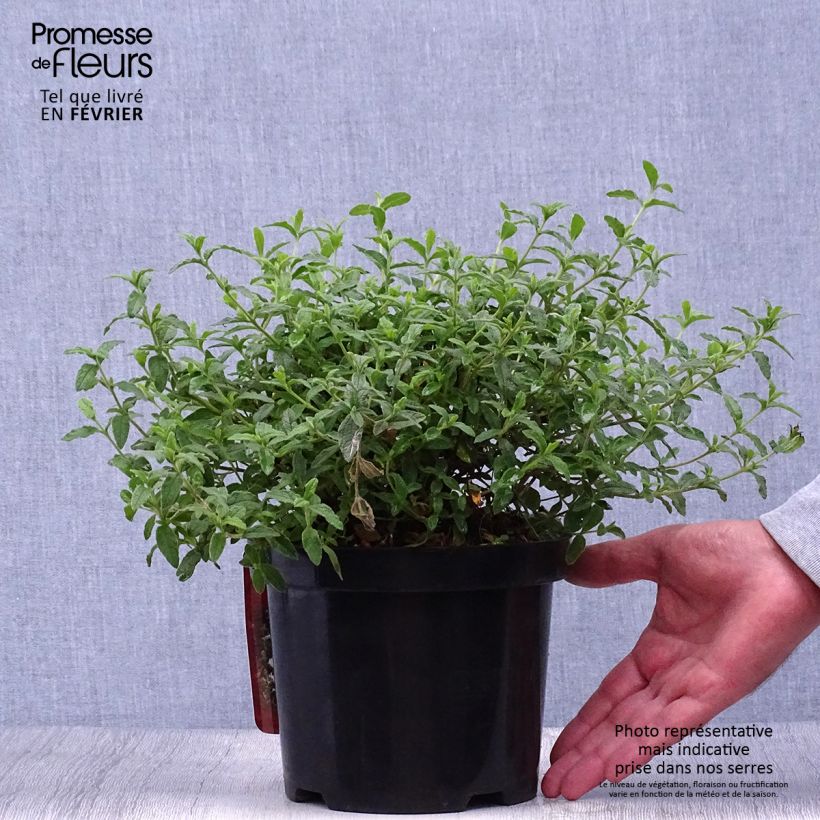 Amostra de Cistus obtusifolius Vaso de 2 L/3 L tal como entregue no outono