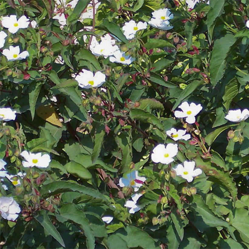 Cistus populifolius (Floração)
