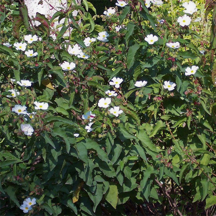 Cistus populifolius (Hábito)