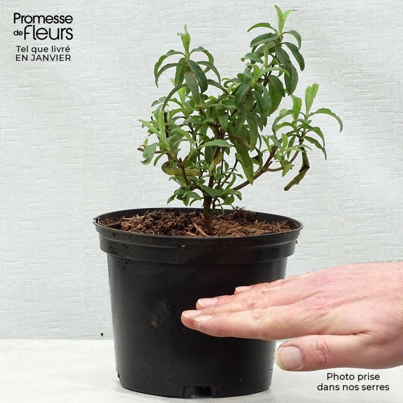 Amostra de Cistus Alan Fradd Vaso de 2 L/3 L tal como entregue no inverno