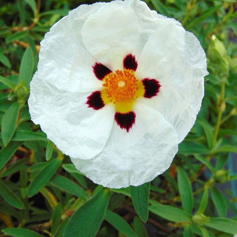 Cistus Alan Fradd (Floração)