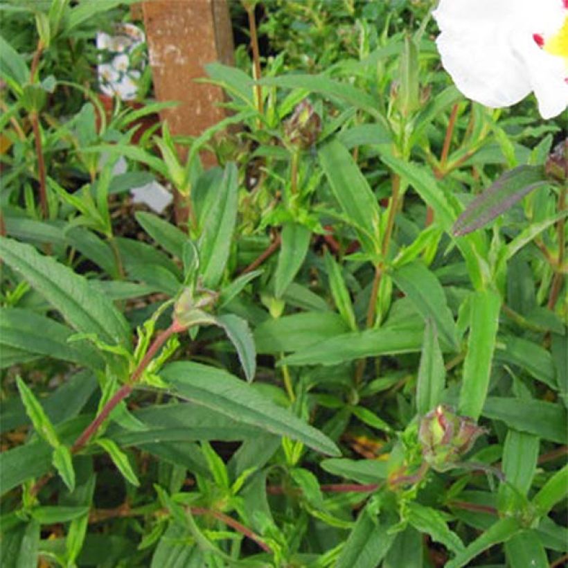 Cistus (x) loretii (Folhagem)
