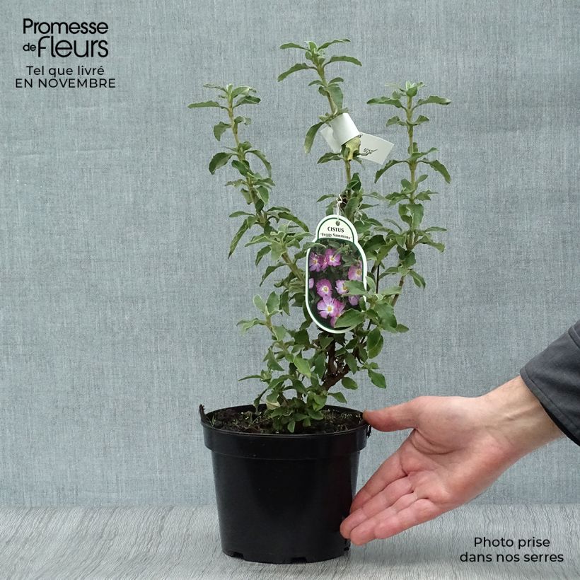 Amostra de Cistus argenteus Peggy Sammons Vaso de 2 L/3 L tal como entregue no outono