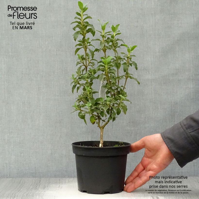 Amostra de Cistus argenteus Peggy Sammons Vaso de 2 L/3 L tal como entregue na primavera