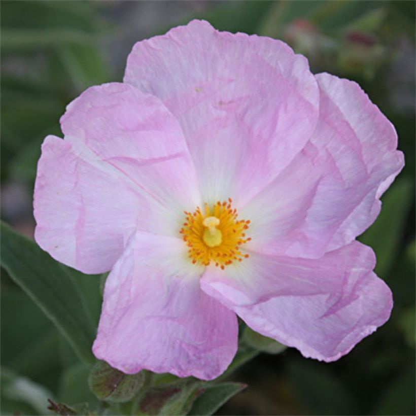 Cistus argenteus Peggy Sammons (Floração)