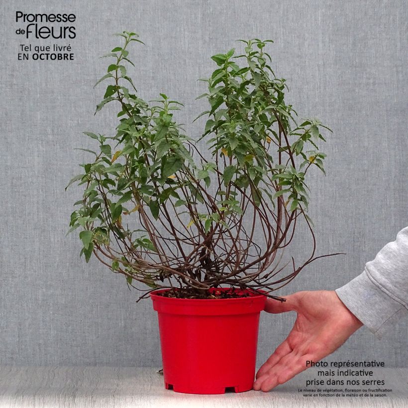Amostra de Cistus corbariensis Vaso de 2 L/3 L tal como entregue no outono