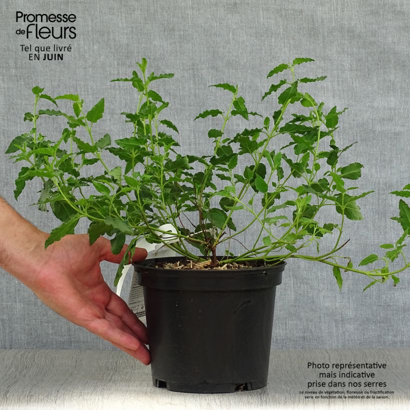 Amostra de Cistus corbariensis Vaso de 2 L/3 L tal como entregue no verão