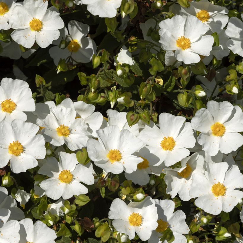Cistus corbariensis (Floração)