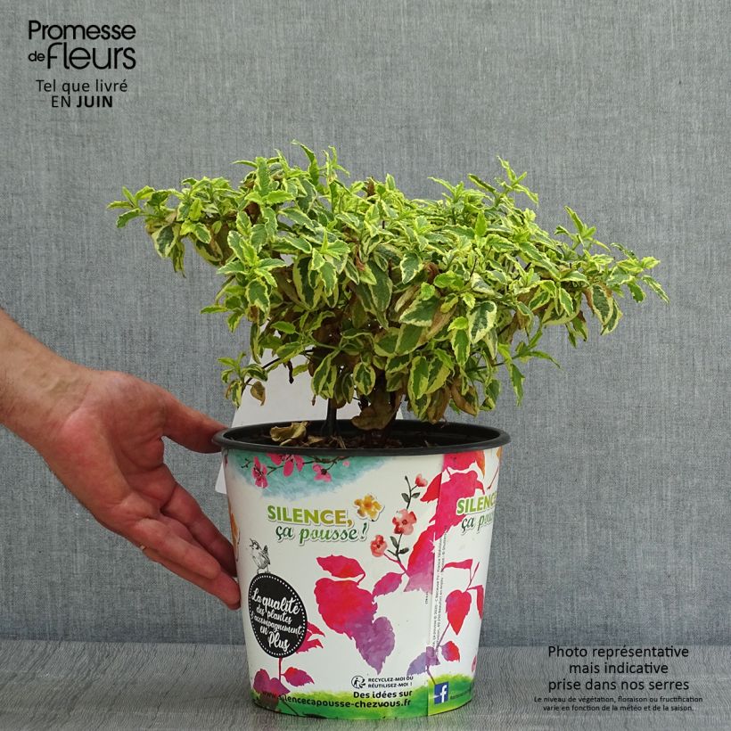 Amostra de Cistus corbariensis Little Miss Sunshine Vaso de 3 L/4 L tal como entregue no verão