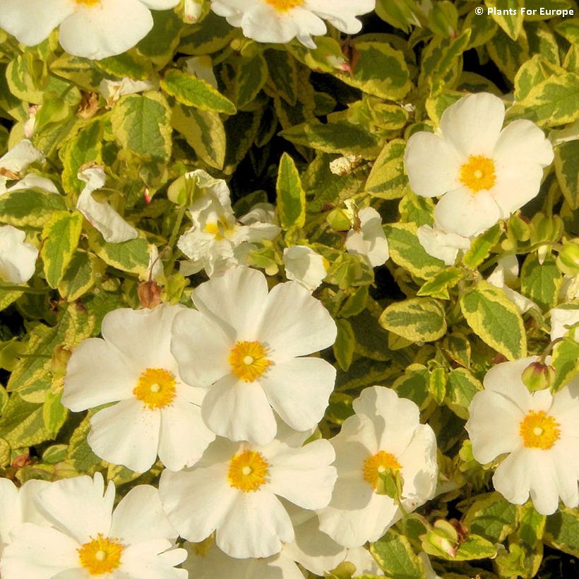 Cistus corbariensis Little Miss Sunshine (Floração)