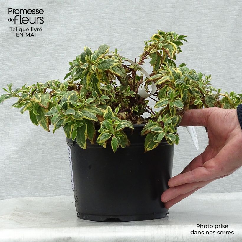 Amostra de Cistus corbariensis Rospico Vaso de 2 L/3 L tal como entregue na primavera
