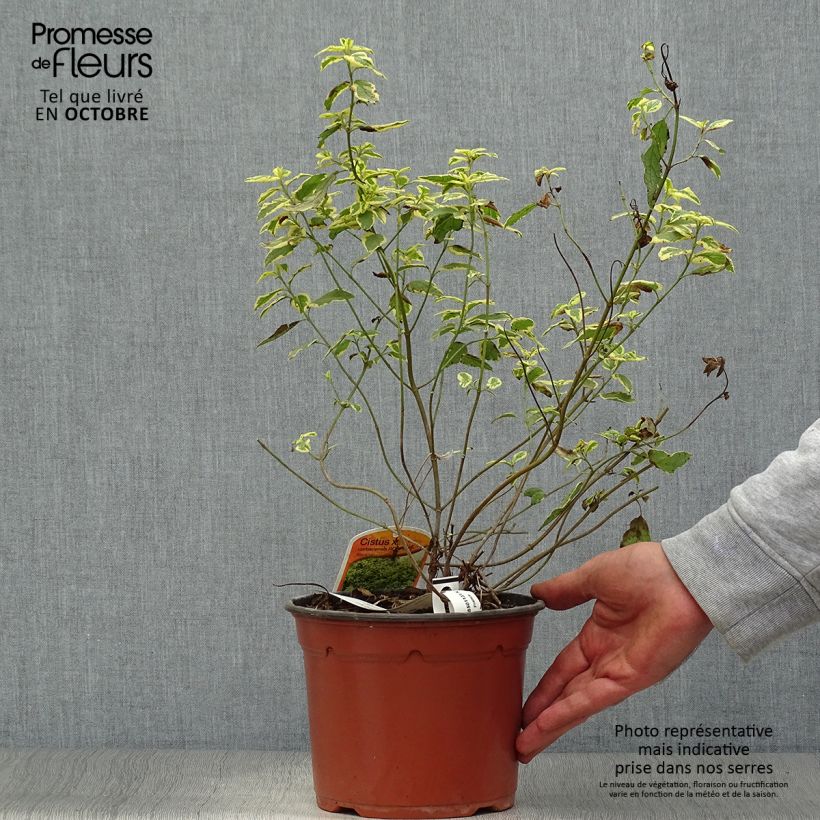 Amostra de Cistus corbariensis Rospico Vaso de 2 L/3 L tal como entregue no outono