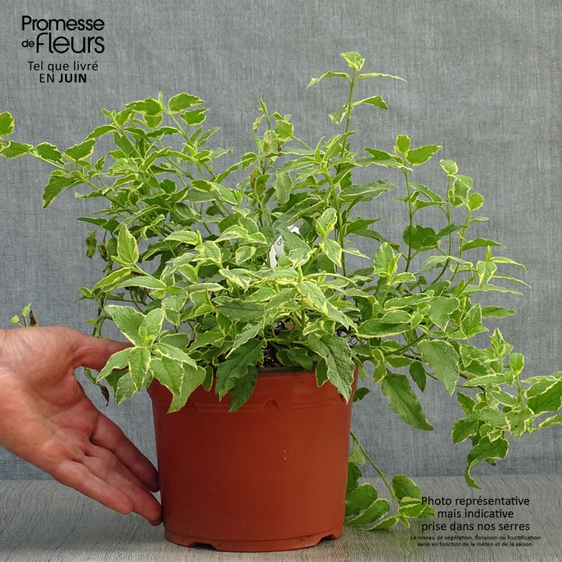 Amostra de Cistus corbariensis Rospico Vaso de 2 L/3 L tal como entregue no verão