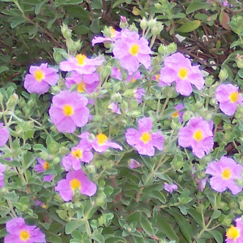 Cistus creticus (Floração)