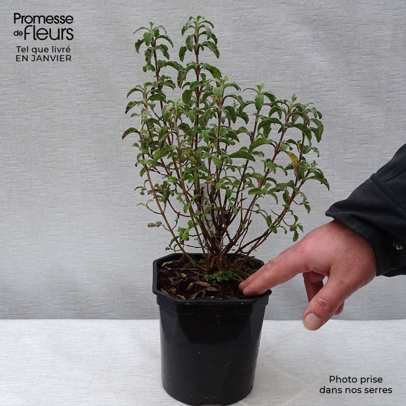 Amostra de Cistus creticus - Ciste de Crète Vaso de 3 L/4 L tal como entregue no inverno