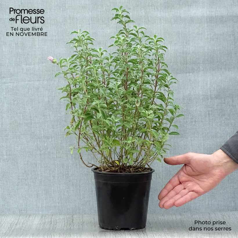 Amostra de Cistus creticus Vaso de 3 L/4 L tal como entregue no outono