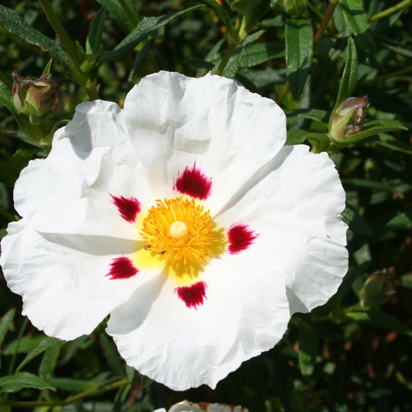 Cistus x dansereaui Jenkyn Place (Floração)