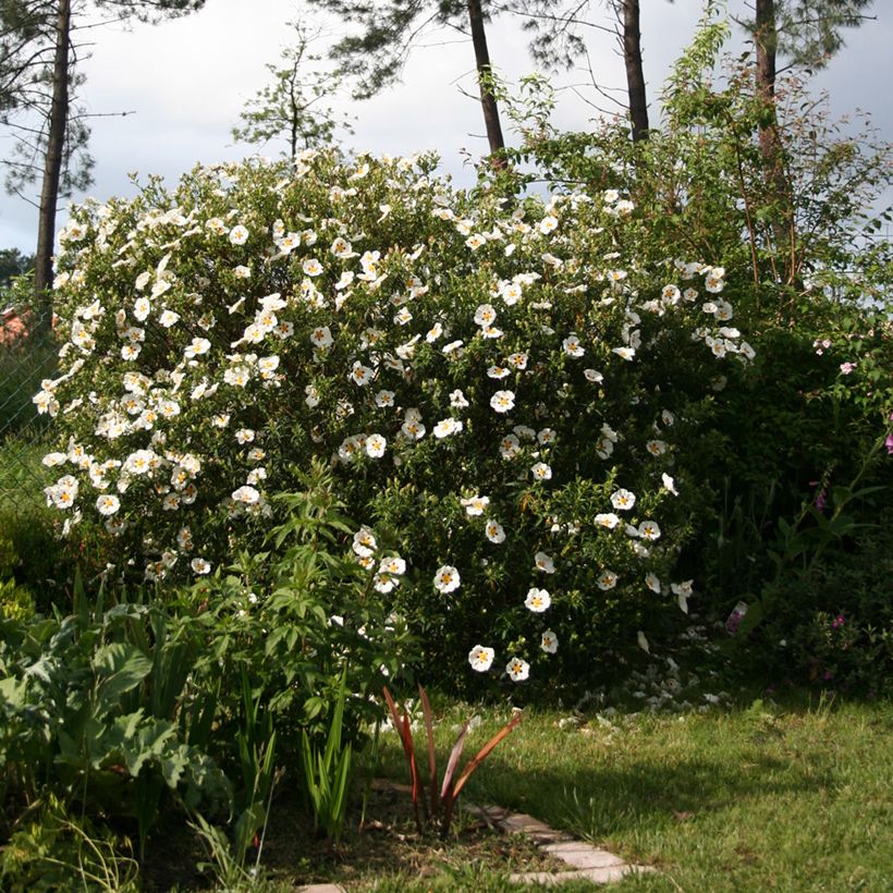 Cistus x dansereaui Jenkyn Place (Hábito)