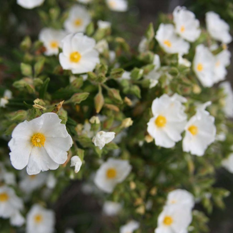 Cistus monspeliensis (Floração)