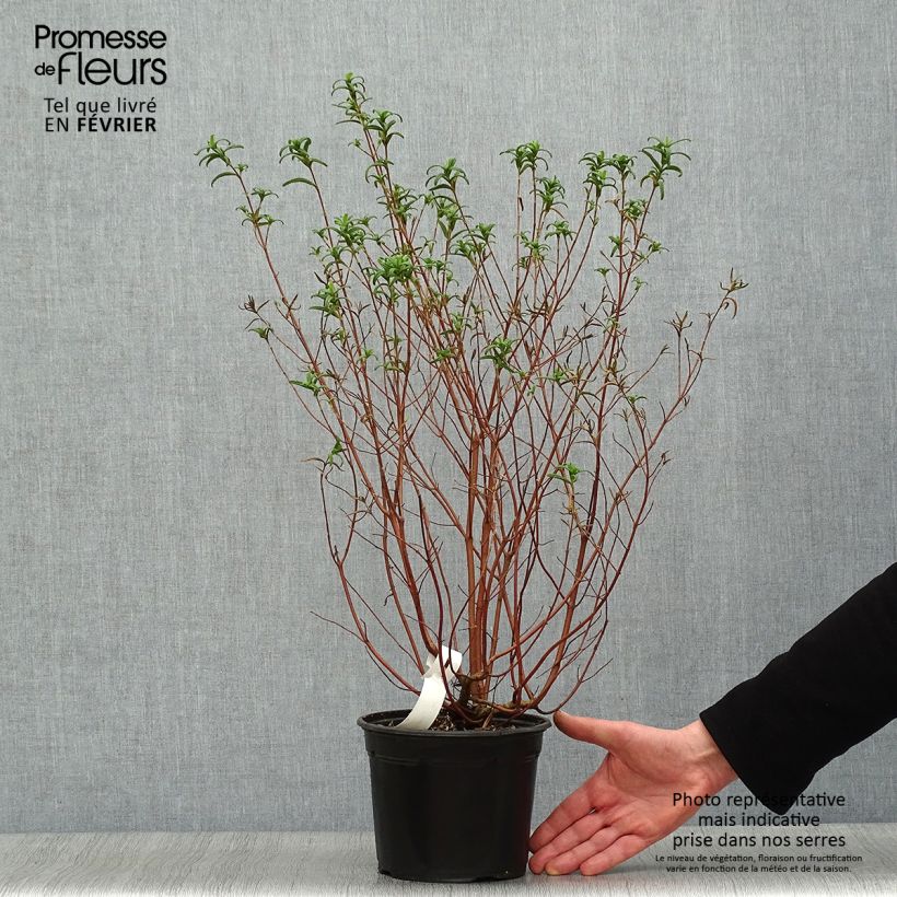 Amostra de Cistus monspeliensis - Ciste de Montpellier Vaso de 2 L/3 L tal como entregue no inverno