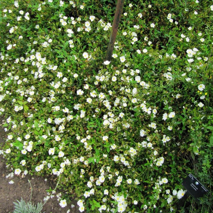 Cistus obtusifolius (Hábito)