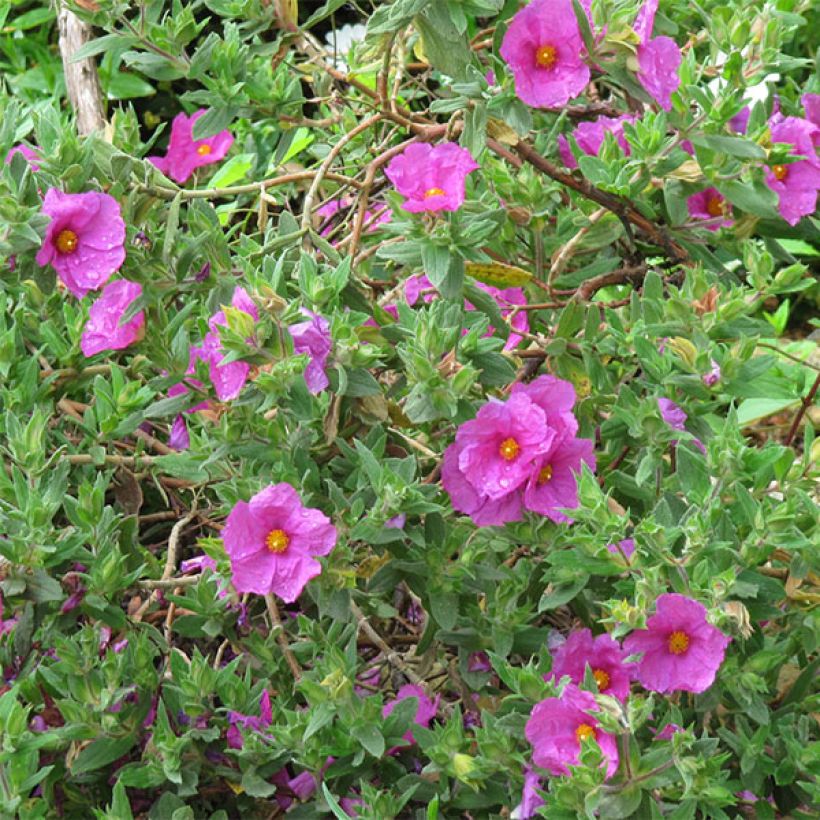 Cistus pulverulentus (Floração)