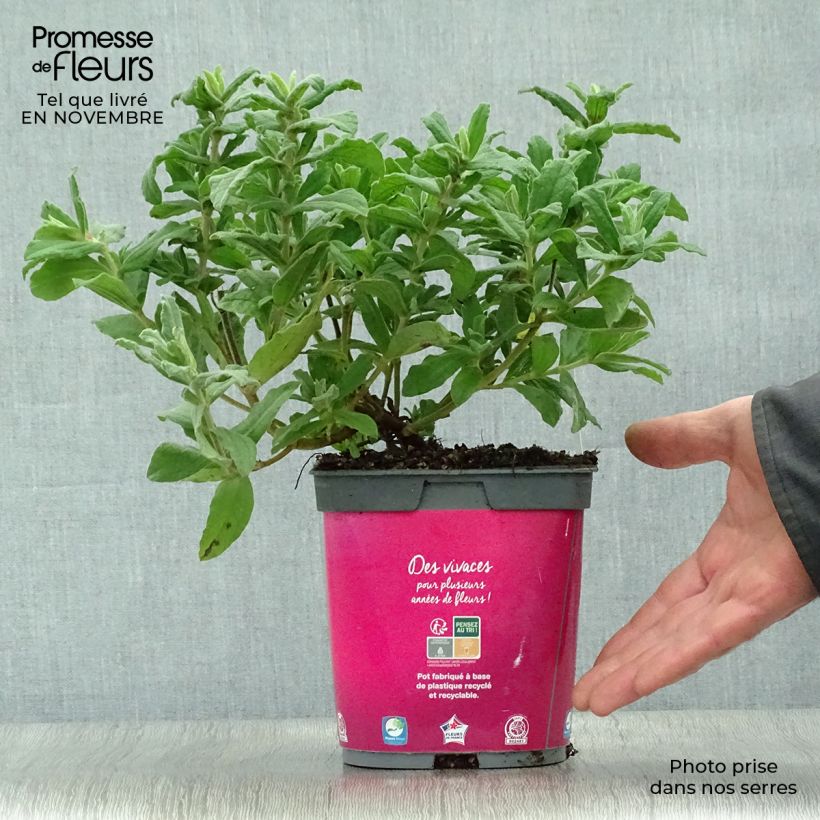 Amostra de Cistus pulverulentus Vaso de 2 L/3 L tal como entregue no outono