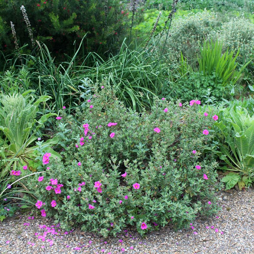 Cistus pulverulentus (Hábito)