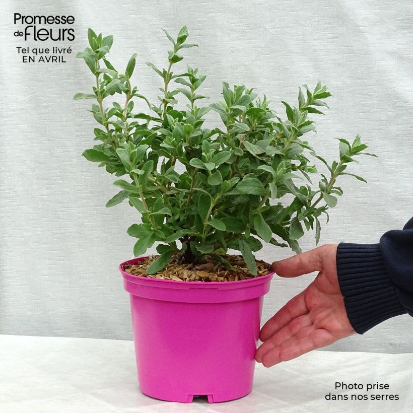 Amostra de Cistus pulverulentus Sunset Vaso de 2 L/3 L tal como entregue na primavera