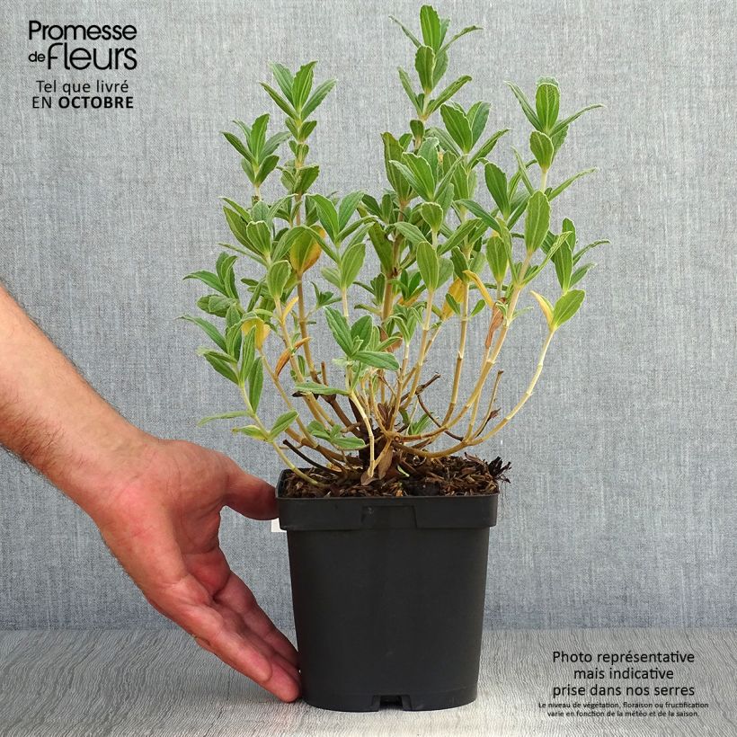Amostra de Cistus pulverulentus Sunset Vaso de 2 L/3 L tal como entregue no outono